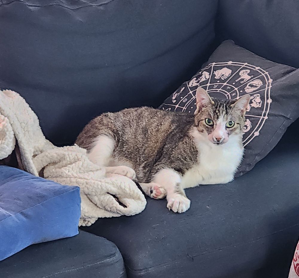 my cat cosmo on a couch looking directly at you
