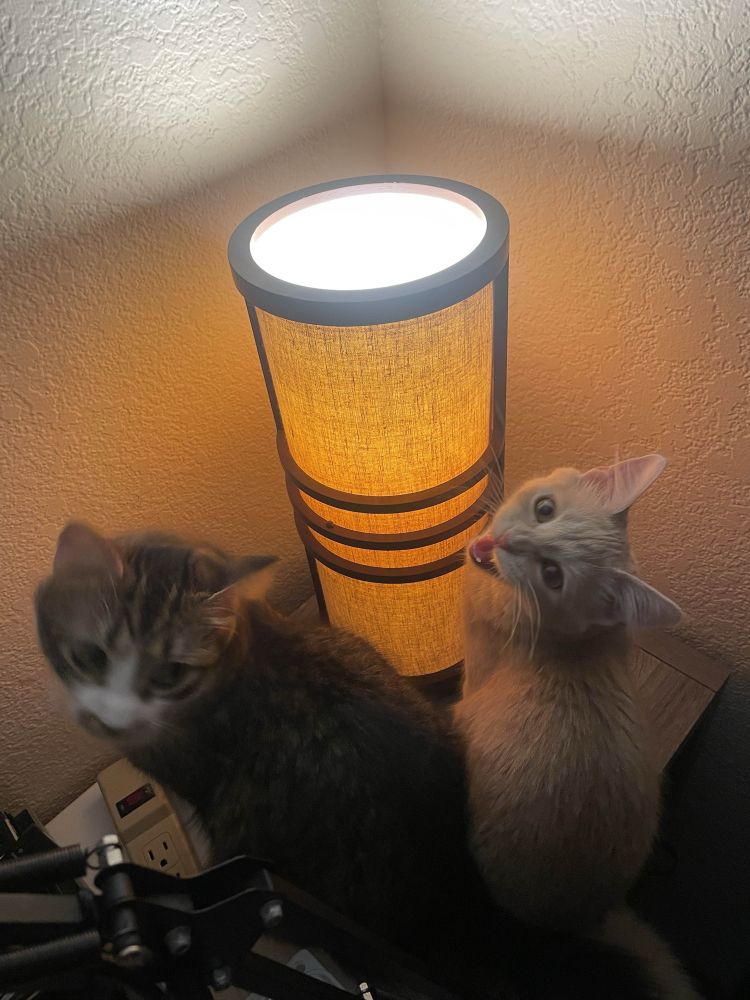 A grey and white cat, Gabbro, and a younger light orange cat, Solanum, gathered around a lamp to admire a ladybug. Solanum looks into the camera and meows.