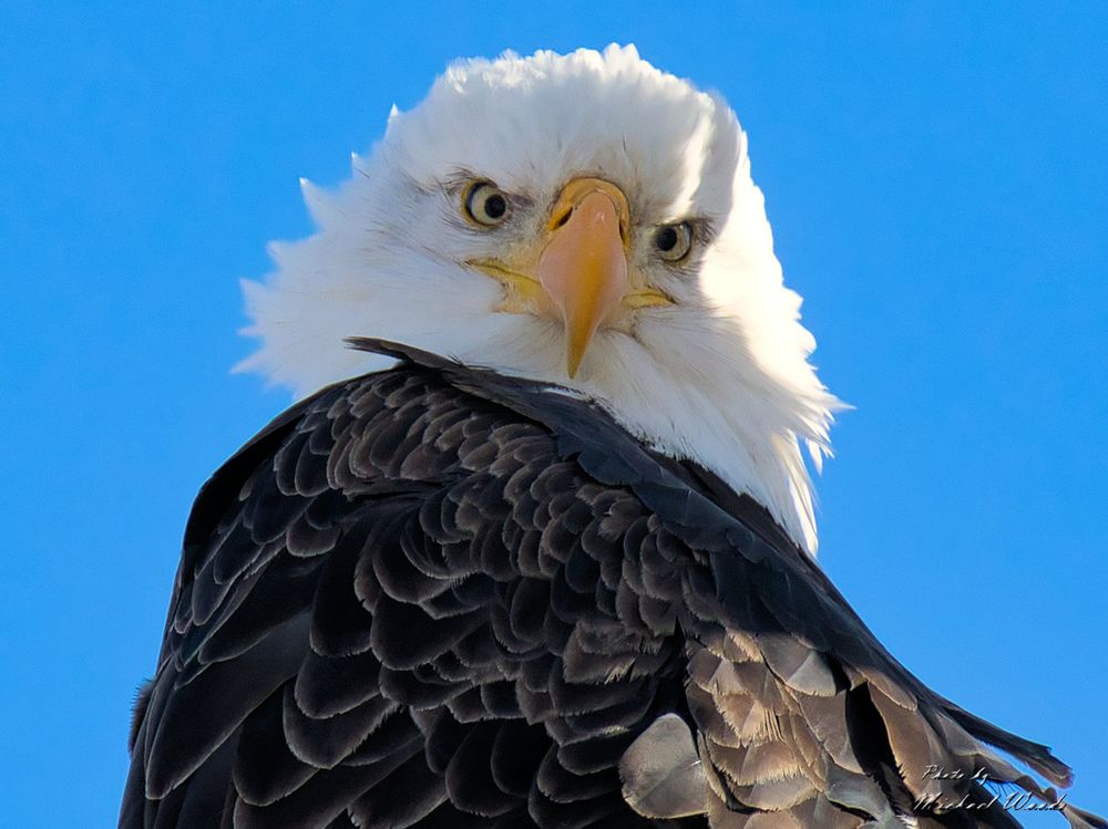 Bald eagle staring intently at the camera