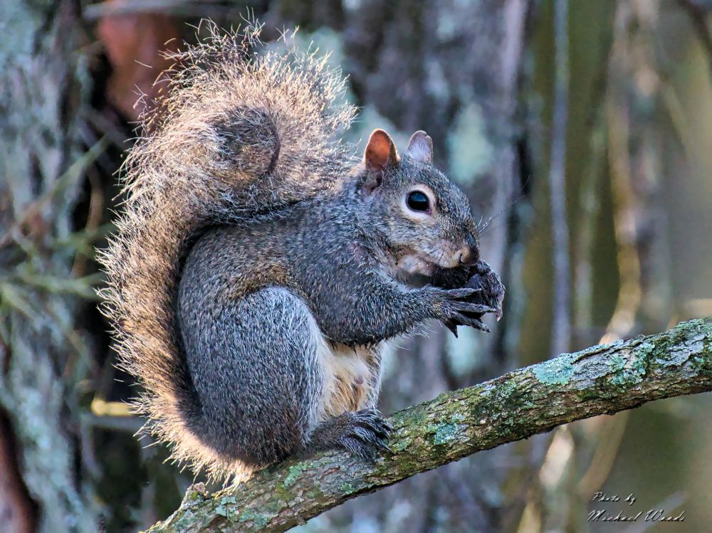 Squirrel eating a snack 