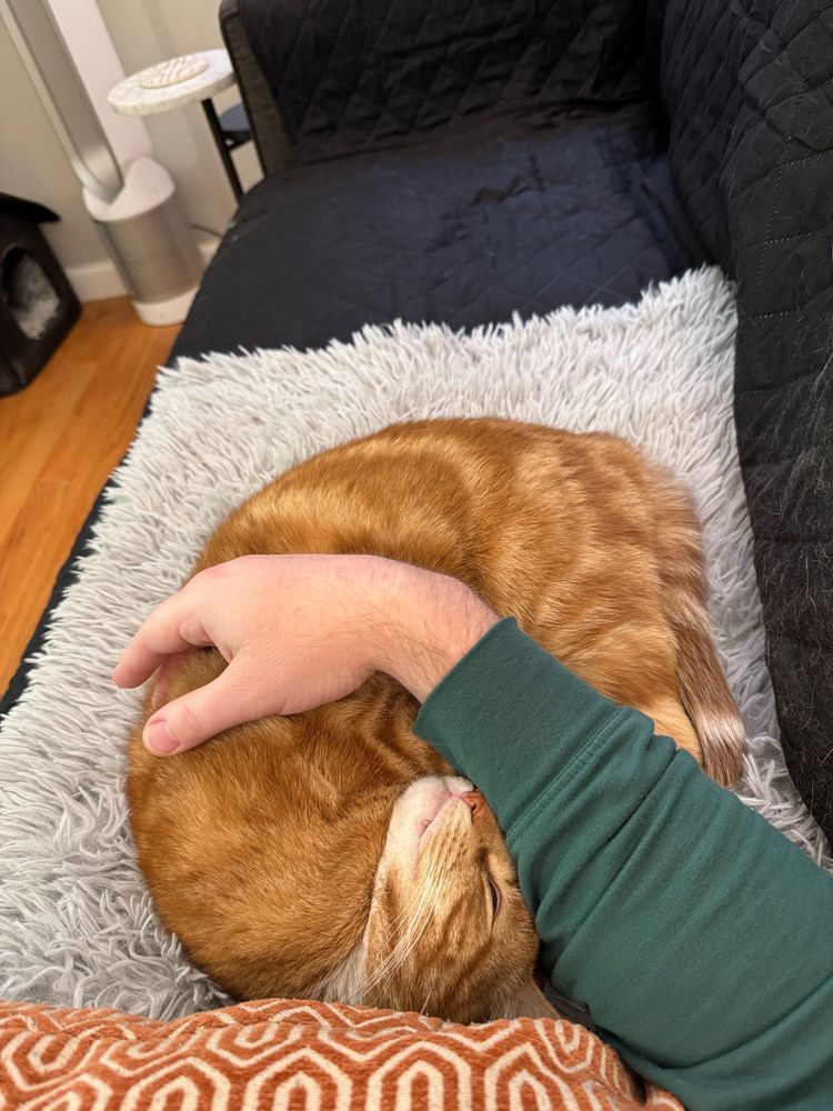 A photo of my orange and white tabby cat curled up on his gray blanket with my arm over him