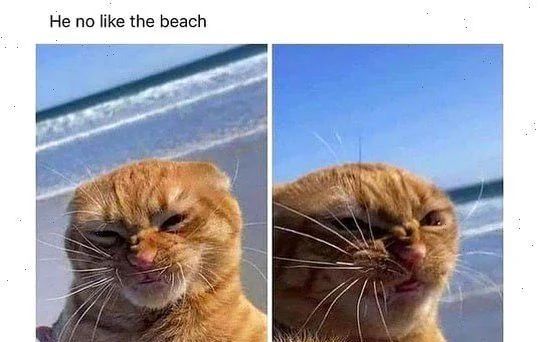 An orange cat pulling disgusted faces on the beach with the text 'he no like the beach' 