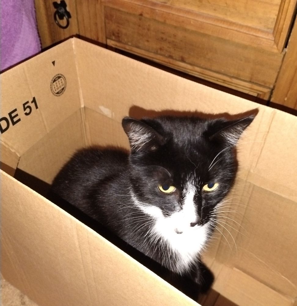A black and white cat in a cardboard box