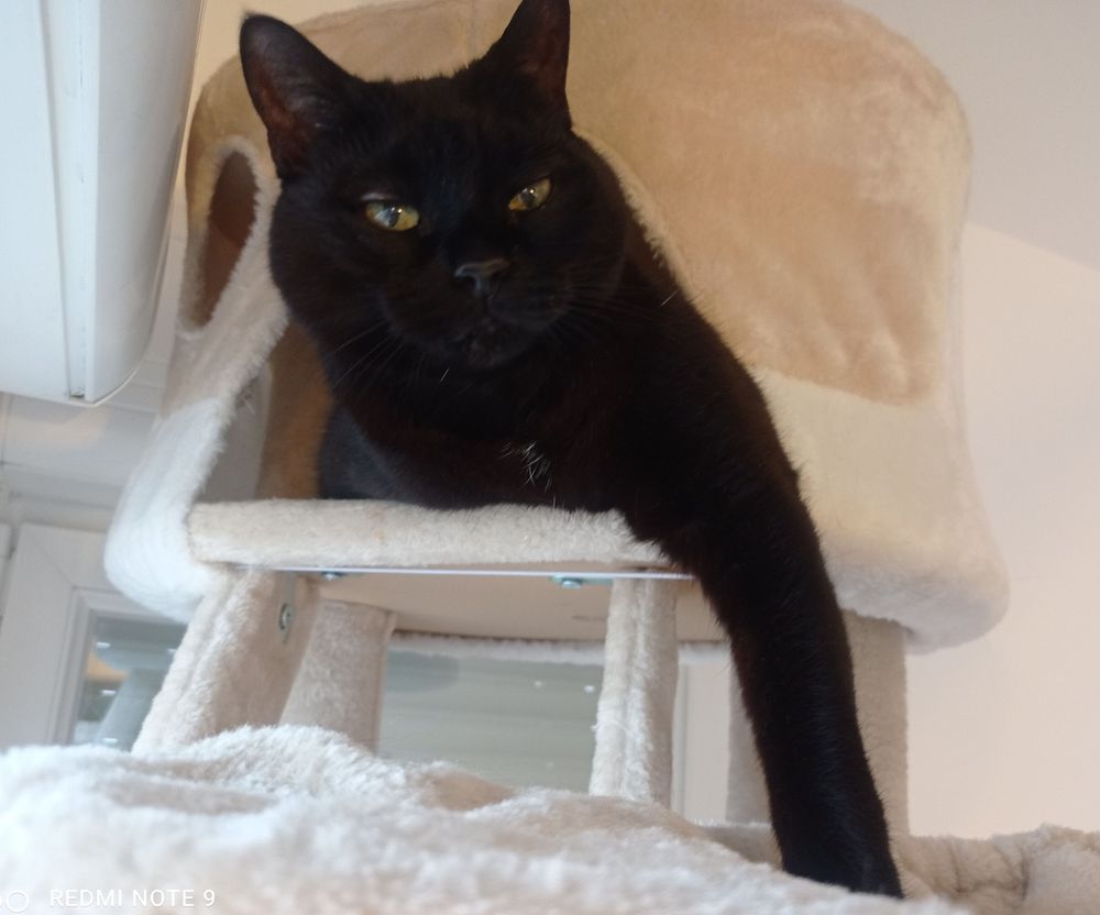 Nyla qui fait la surveillance depuis son 🌲 à 🐈