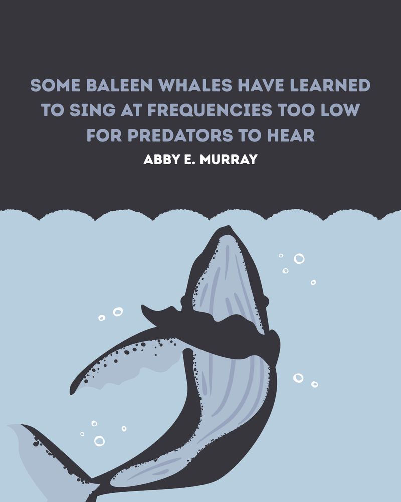 SOME BALEEN WHALES HAVE LEARNED TO SING AT FREQUENCIES TOO LOW FOR PREDATORS TO HEAR
Abby E. Murray