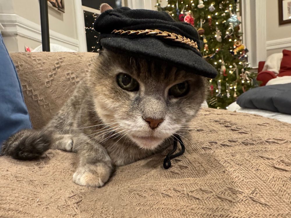 Gray tabby hat wearing a cap with gold braid 