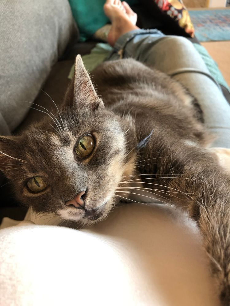 Snuggly Cashew kitty.