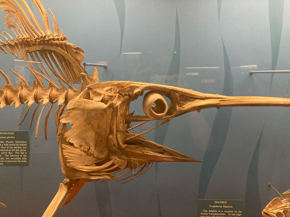Swordfish skull and vertebrae in a museum display case 
