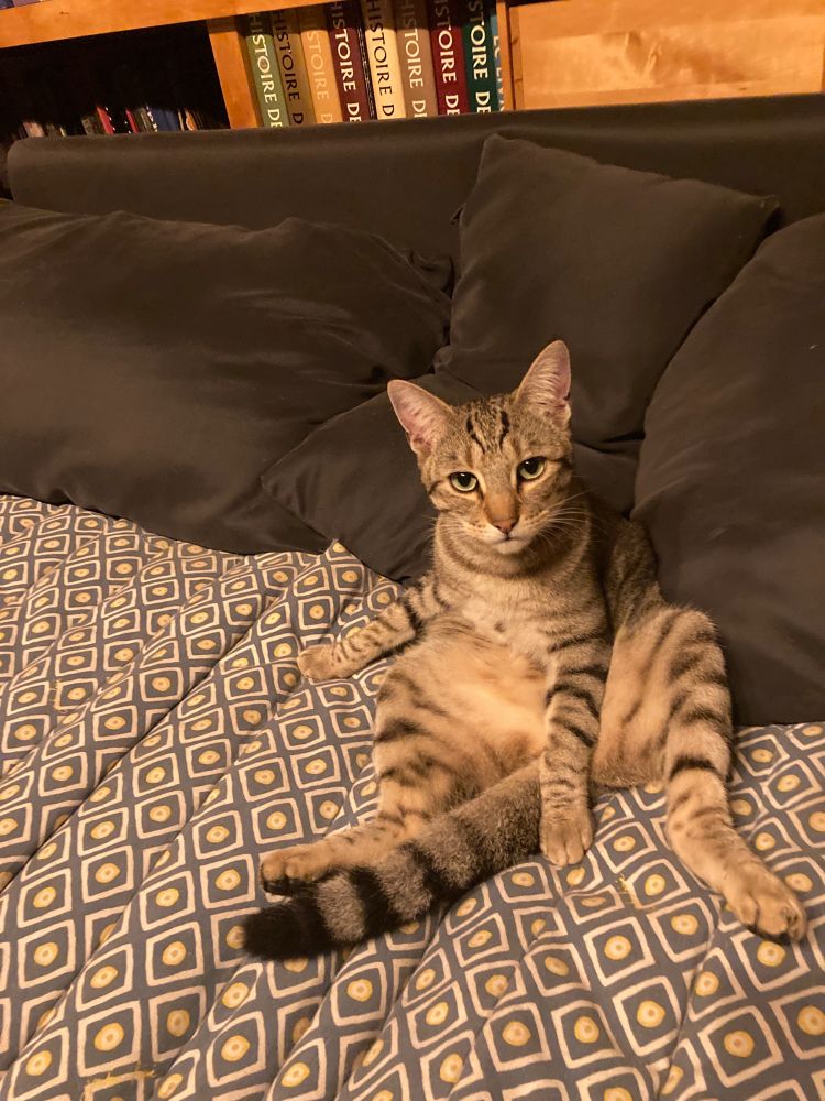 Chat assis relax sur un canapé