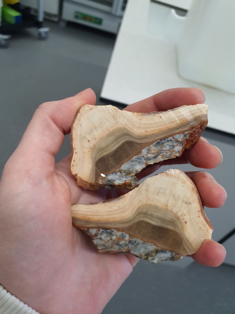 Two halves of a small stalagmite that's been cut open. The top of the stalagmite is broken.