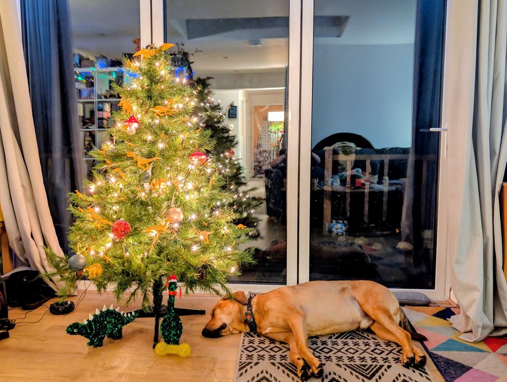 A brown dog is laying asleep on the floor, his head is under an illuminated Christmas tree 