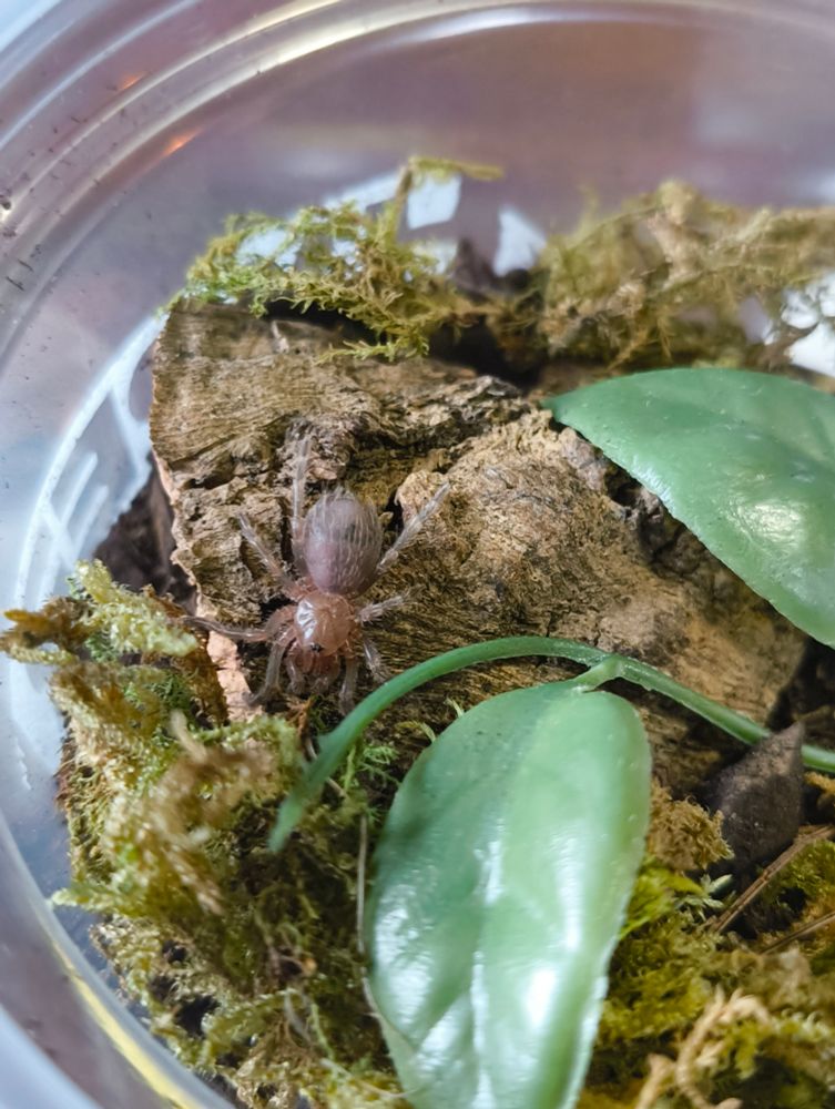 The tarantula baby is now in her new enclosure, sitting on a piece of cork bark as she decides where to go. You can faintly see the stripes on her legs that her species is known for!