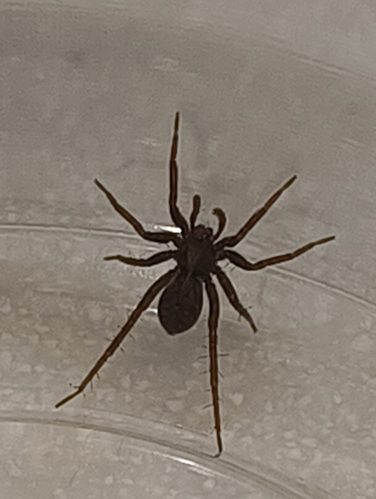 A very tiny, nearly black spider. If you look very closely, there is a thick stripe down the center of the cephalothorax that continues a bit down the abdomen. There is also subtle spots on the abdomen.