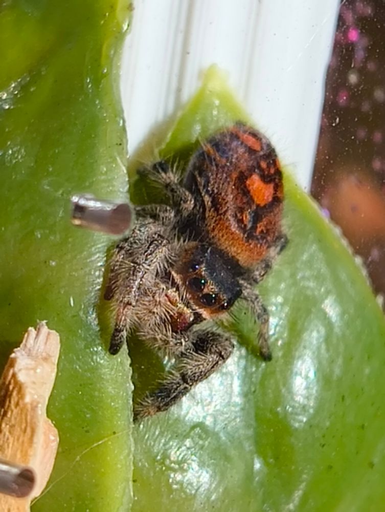 An orange jumping spider is is resting on a leaf in her enclosure, enjoying a nice bit of morning sunlight. Her abdomen is quite large, so she is potentially close to molting. She looks almost glittery in the light.