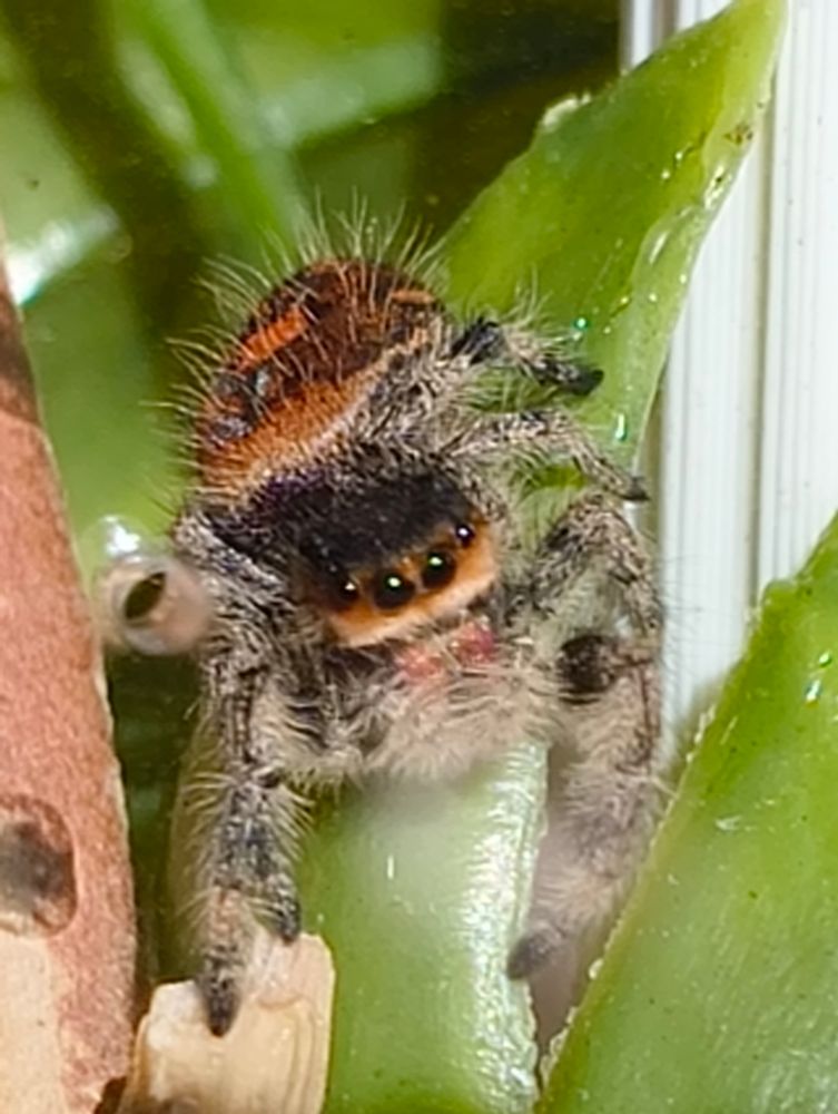 The same orange jumping spider is sunbathing on a leave, giving us a better look at her. Her abdomen and face are orange, with black detailing and fluffy white hairs. Her chelicerae look sparkly and pink in this lighting!