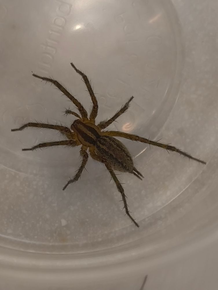 A grass spider with distinct dark brown and tan stripes on the cephalothorax. The abdomen has striping as well, but it's subtler and sort of  spotted, giving it more of a knitted sweater kind of look.