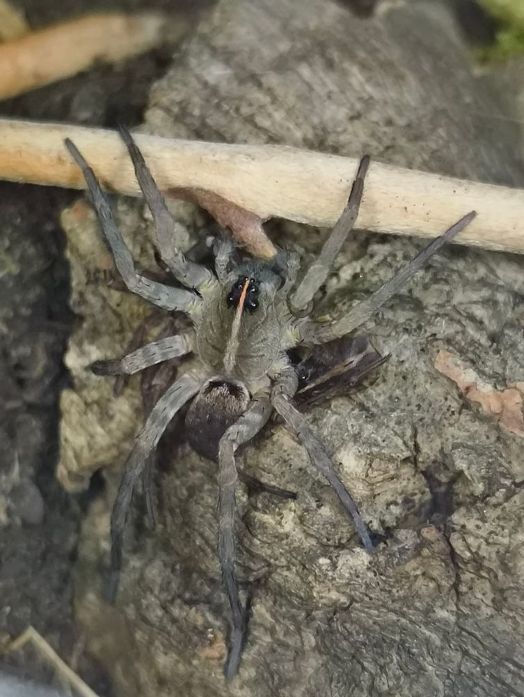 A picture of a wolf spider on a piece of bark. She is nearly the same color as it, a soft grayish brown  She does have darker brown bits as well, such as her abdomen, and one very light stripe going down the center of her cephalothorax.