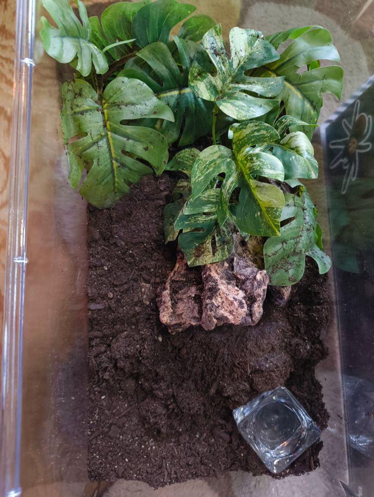 A picture of a tarantula enclosure. On one side, there is a bunch of fake monstera leaves with a cork round sticking out to act as the mouth to a burrow. In front of the burrow there is a pile of dirt that has been recently excavated, but thankfully not into her water bowl this time.