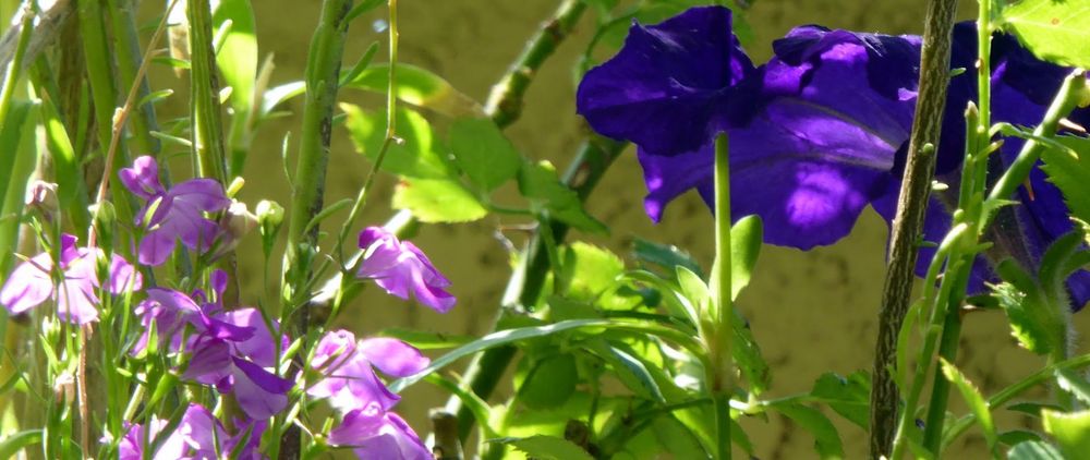 two clumps of variously purple-colored flowers (dark purple petunias, lighter almost pink flax-y flowers) amidst stems and green leaves
