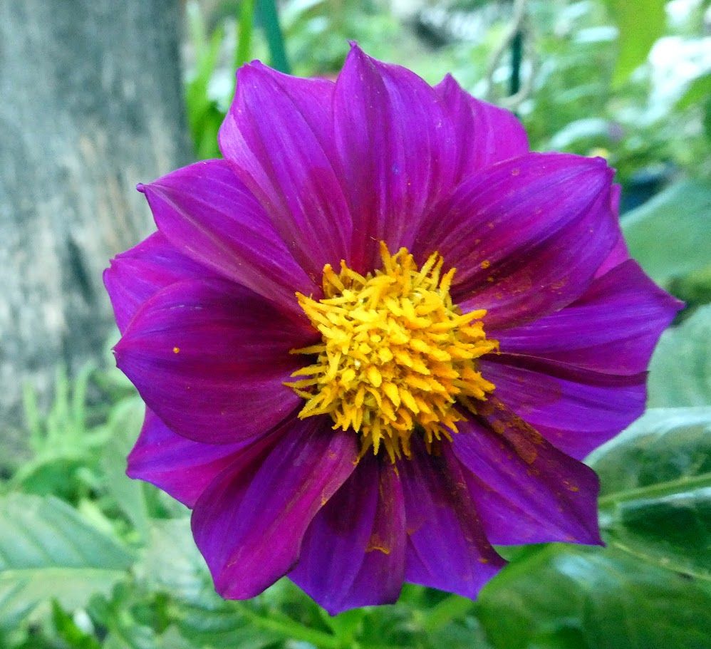 Magenta (more purple) colored flower, yellow center, green background