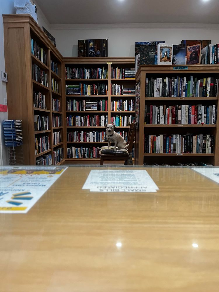 My blonde Chihuahua mix sits on a cushioned wooden chair with filled bookshelves behind her.