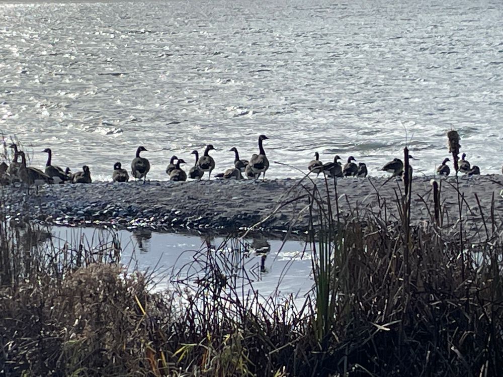 Photo of a group of Canada Geese lined up along a pebble beach between Lake Ontario and a small pond in the foreground. 