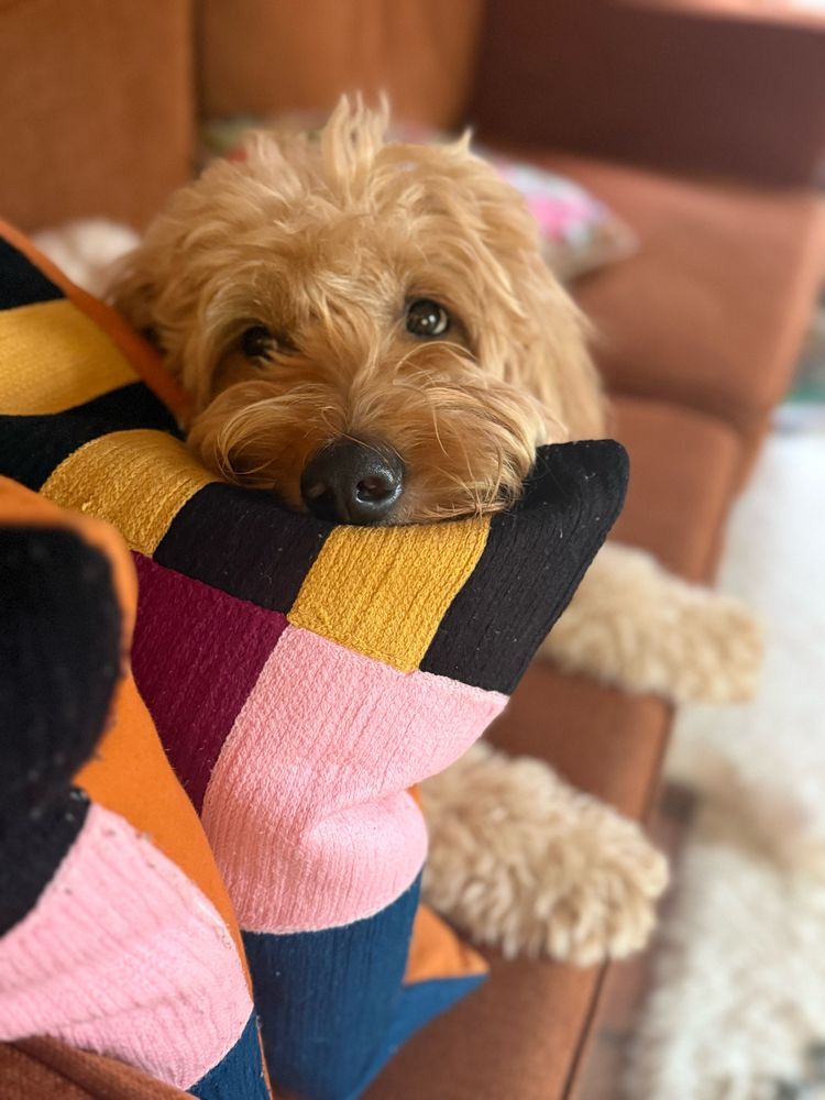 it’s Henry the Goldendoodle