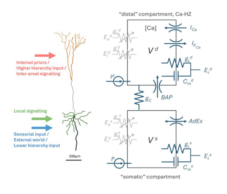 Cortical pyramidal cell and schematic of the Ca-AdEx neuron