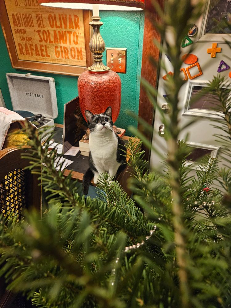 Then sights set on the Christmas tree