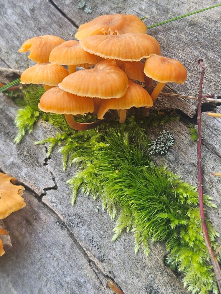 Orange parasol mushrooms growing out of the moss