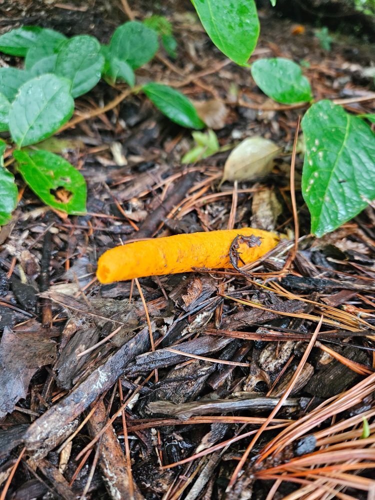 Orange stinkhorn