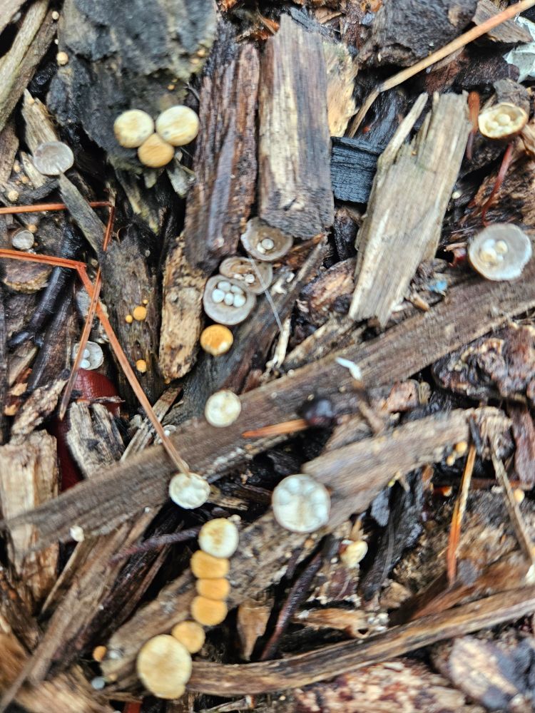 Birdsnest mushrooms