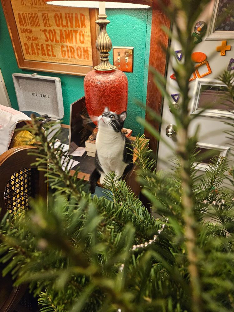 Tuxedo cat acting chill