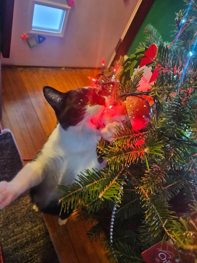 Cat trying to bite ornaments 