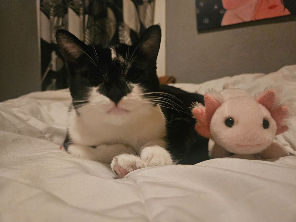 Tuxedo cat and axilotol plushie on the bed