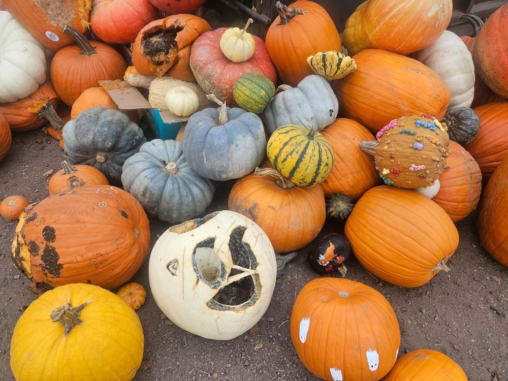 Various pumpkins and one with a creepy face