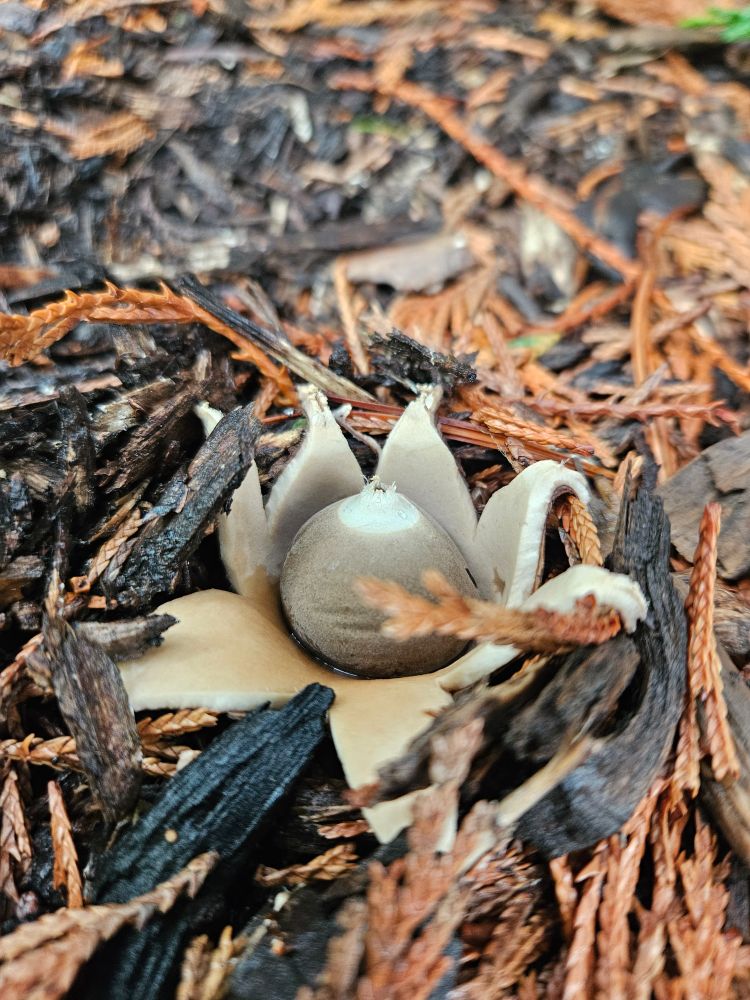 Earthstar mushroom