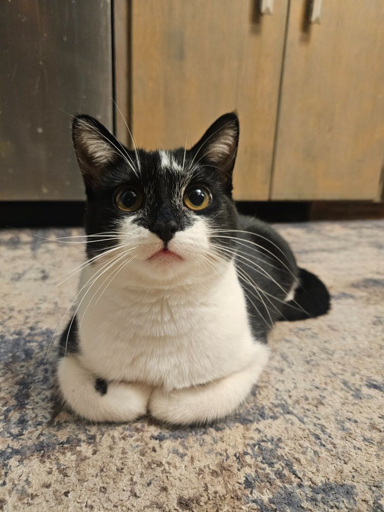 Tuxedo kitty aifh legs tucked under 