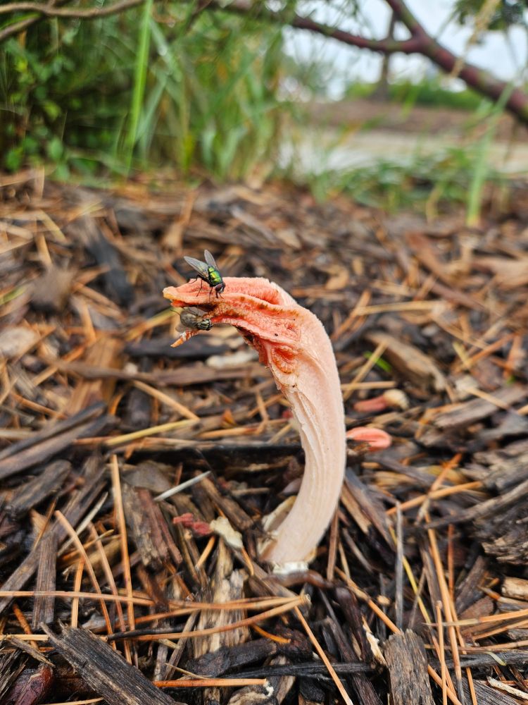 Lantern stinkhorn