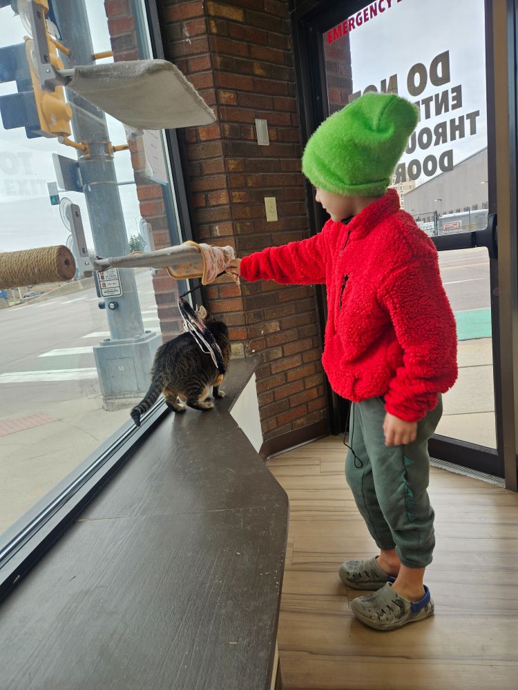 Zooks playing with kitten