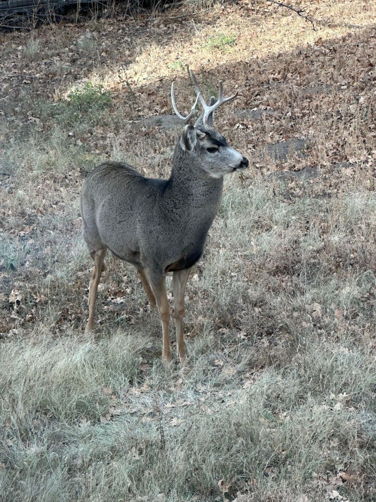 Photo by me of a young mule deer buck (6 pts?) standing in dried grass and leaves.
