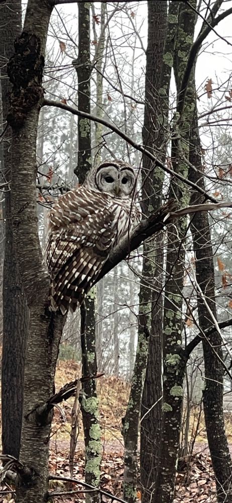 Bard owl in a tree during early spring