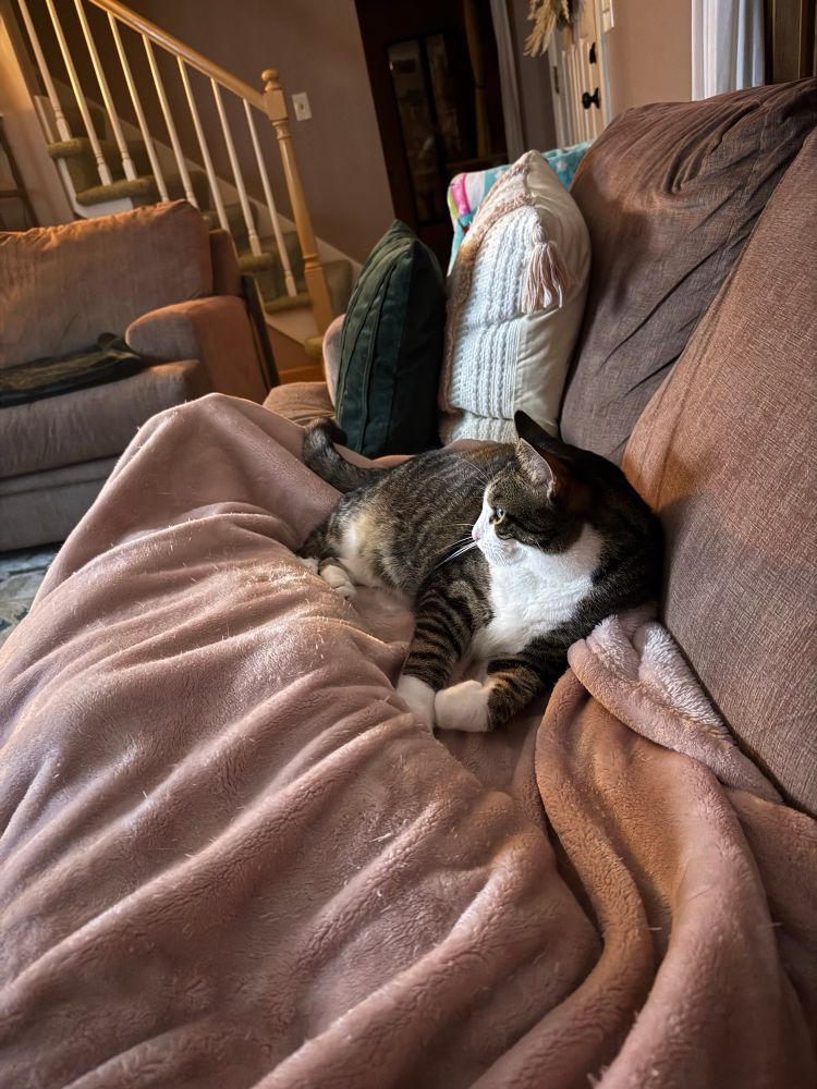 My cat, Sam, lounging on the couch staring intently at the TV.
