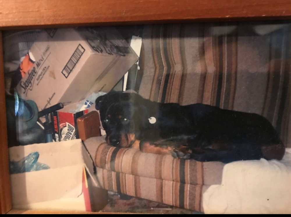 Rottweiler dog curled up on a 70s striped couch sleepy 