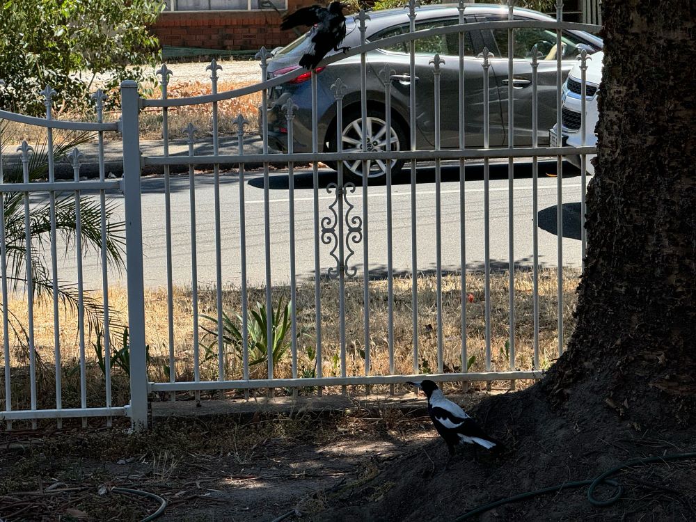 Juvenile australian magpie and mother magpie scrounging fir food and bathing in a tub out of shot in hot weather 4 magpies 2 juvenile ones n 2 adults 