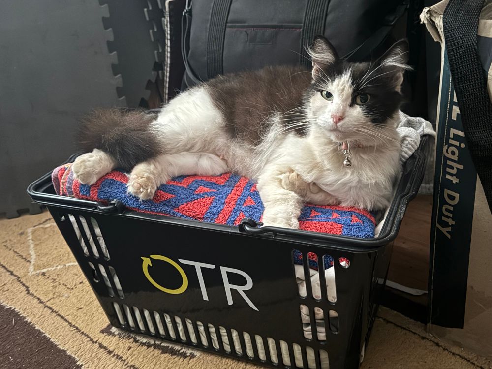 Black n white cat awake on top of washing basket clean towels 