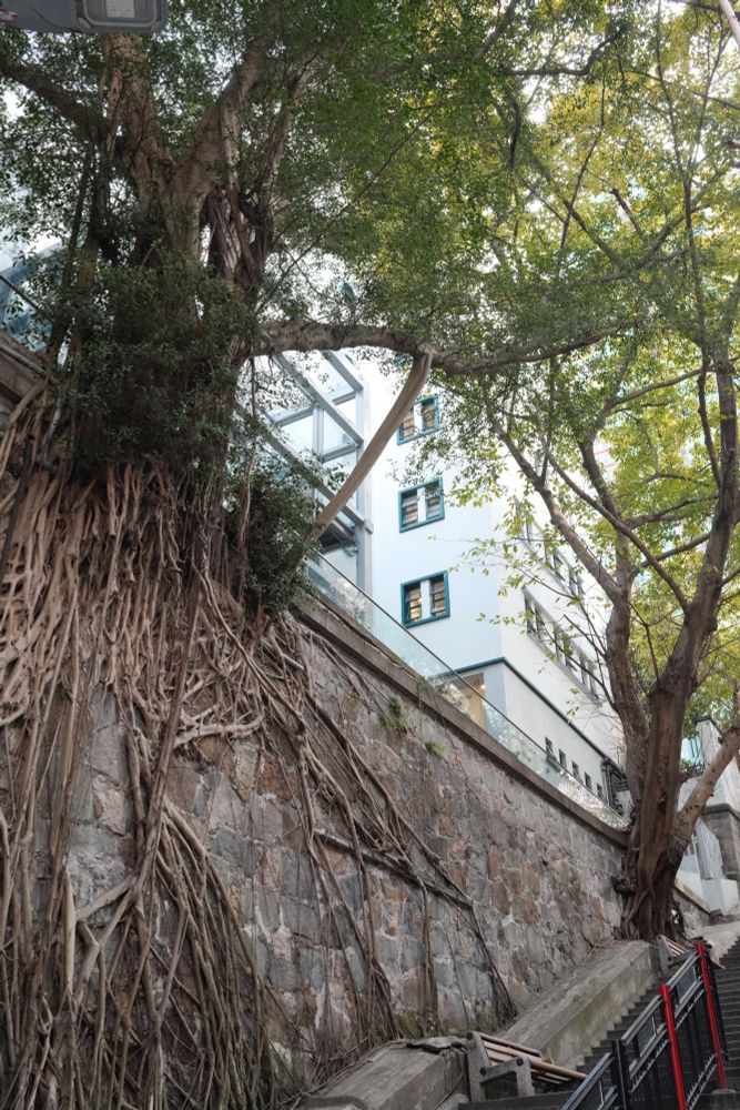Trees at the edge of a wall with their exposed roots lining down the wall. Perpendicular to the wall is a stairway.