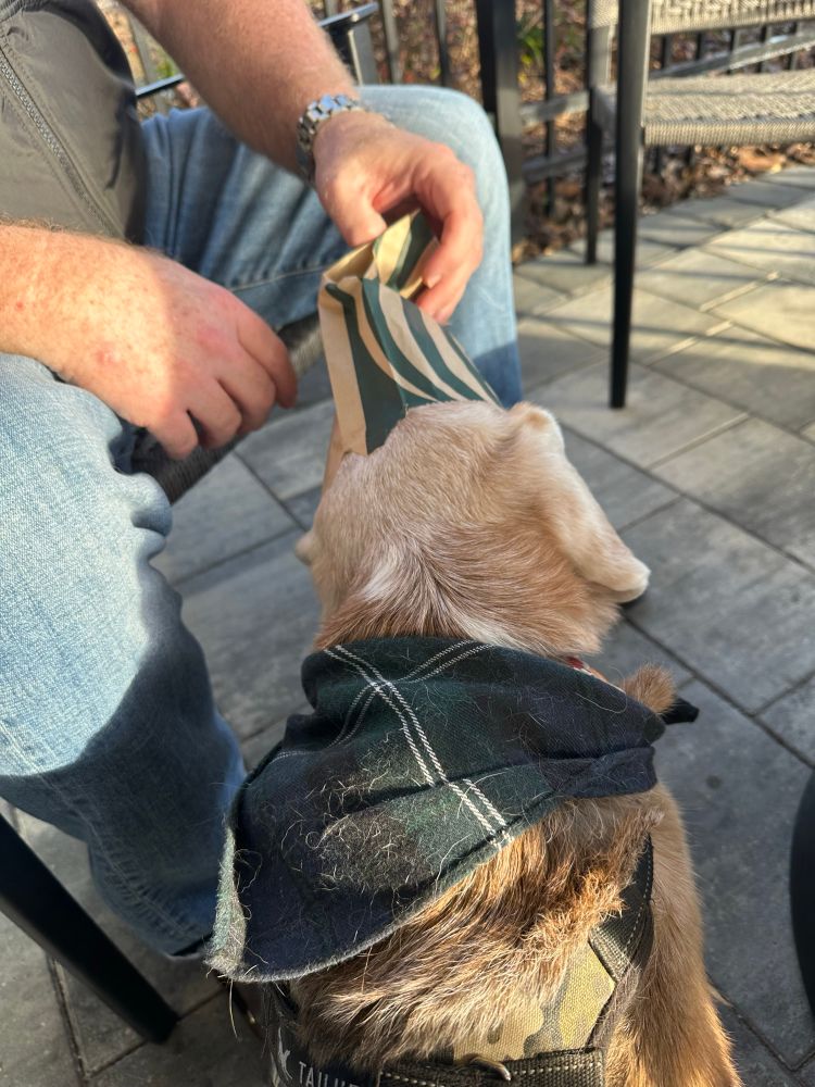 A beagle trying to find crumbs in a Starbucks pastry bag