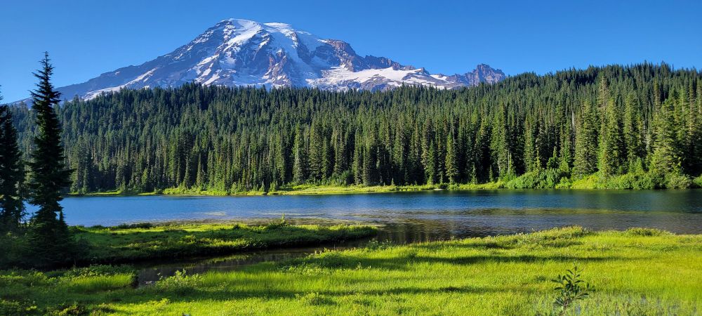 Spectacular view of Mt. Rainer at Reflection Lake with brilliant green grass in the foreground & pine trees in the middle ground. 