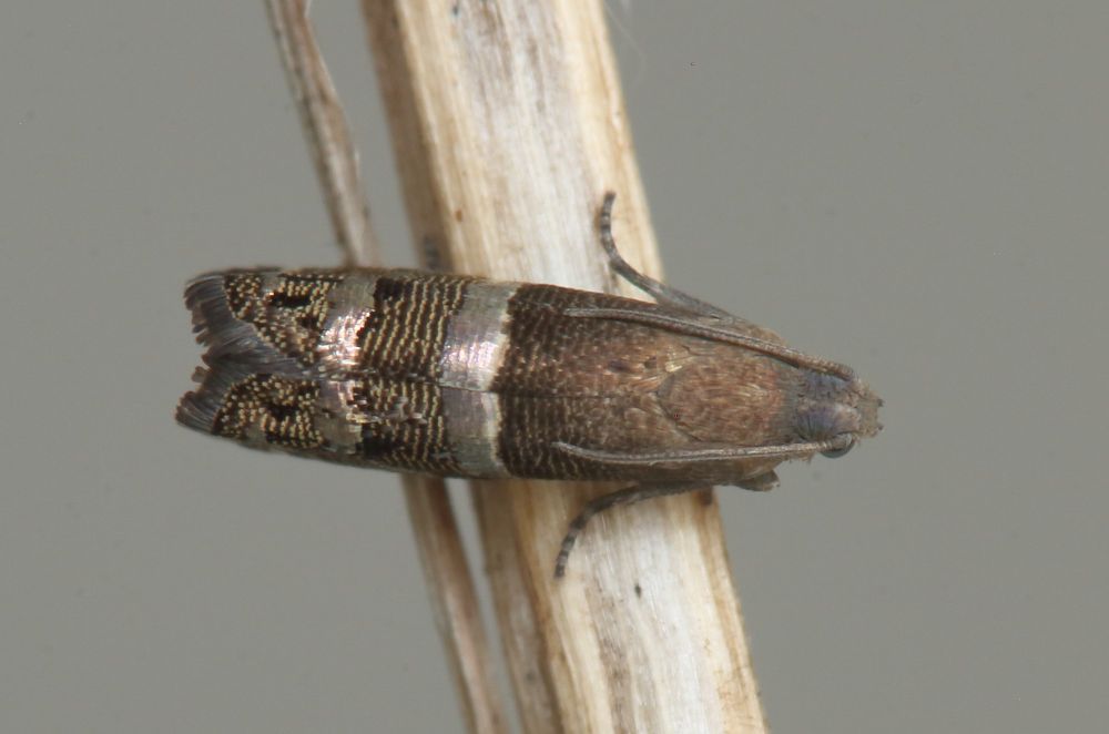 An adult of the micro moth Pammene juniperana.